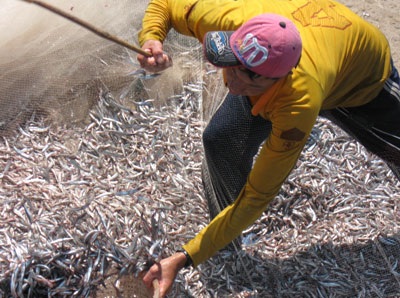 Lộc biển đến với dân đảo Lý Sơn - 1