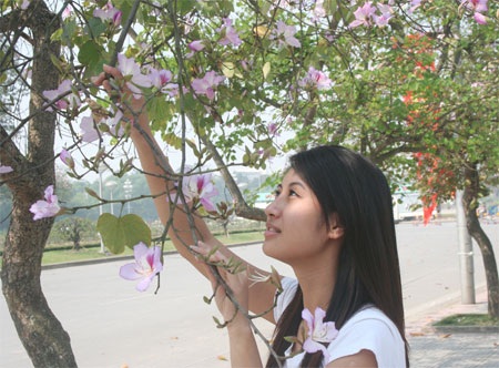 Đầu xuân, hoa Ban nở tím góc trời Hà Nội - 3 Đầu xuân, hoa Ban nở tím góc trời Hà Nội - 3