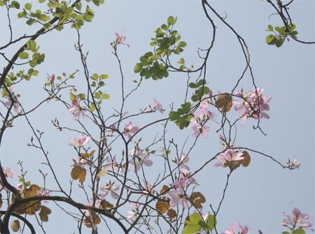 Đầu xuân, hoa Ban nở tím góc trời Hà Nội - 4 Đầu xuân, hoa Ban nở tím góc trời Hà Nội - 4