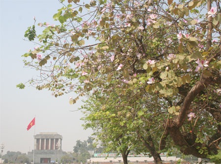 Đầu xuân, hoa Ban nở tím góc trời Hà Nội - 1 Đầu xuân, hoa Ban nở tím góc trời Hà Nội - 1