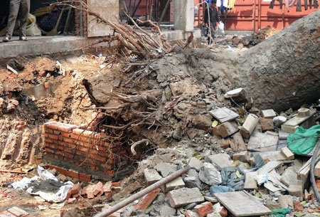 Cây cổ thụ bật gốc, đổ sập xuống nhà dân - 2