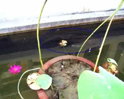 Sự thật về con “cá thần hiểu tiếng người” ở Hội An - 2 Sự thật về con “cá thần hiểu tiếng người” ở Hội An - 2