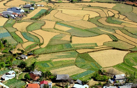 “Tranh lập thể” trên cánh đồng Quản Bạ - 6 “Tranh lập thể” trên cánh đồng Quản Bạ - 6