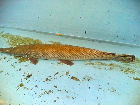 Bắt được con cá lạ dài 1m, toàn thân ánh vàng - 1