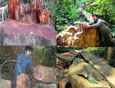 “Chảy máu” rừng Quốc gia Bến En - 2