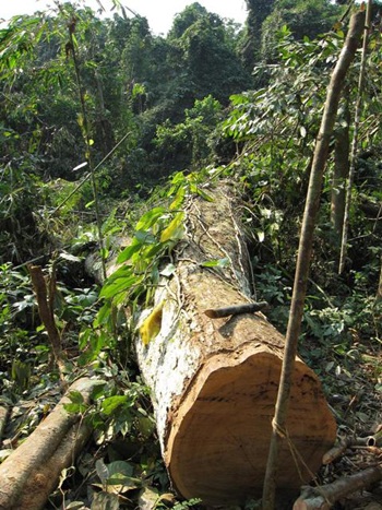 “Chảy máu” rừng Quốc gia Bến En - 8