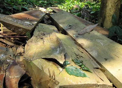 “Chảy máu” rừng Quốc gia Bến En - 1