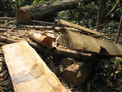 “Chảy máu” rừng Quốc gia Bến En - 4