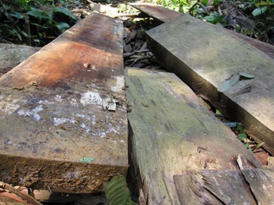 “Chảy máu” rừng Quốc gia Bến En - 5