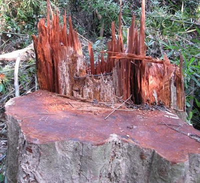 “Chảy máu” rừng Quốc gia Bến En - 3