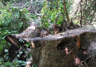 “Chảy máu” rừng Quốc gia Bến En - 6