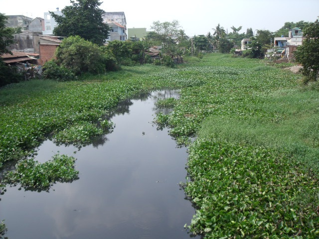 Muỗi “trái mùa” hoành hành dữ dội  - 1