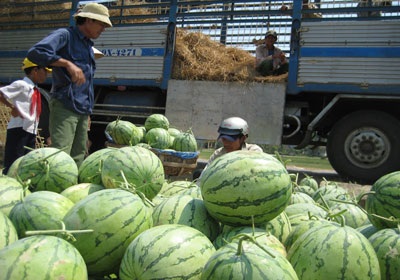 Nông dân “khóc” với giá dưa hấu - 2 Nông dân “khóc” với giá dưa hấu - 2