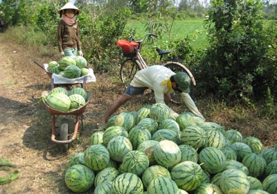 Nông dân “khóc” với giá dưa hấu - 1 Nông dân “khóc” với giá dưa hấu - 1