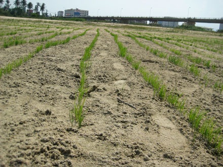 Sông Trà Khúc hóa “sa mạc” - 4 Sông Trà Khúc hóa “sa mạc” - 4