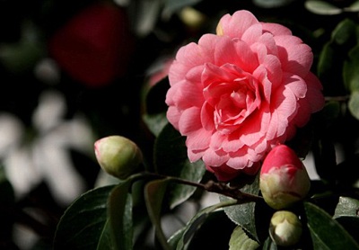 Cây trà nở bông sau 200 năm - 1 Cây trà nở bông sau 200 năm - 1