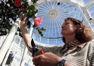 Cây trà nở bông sau 200 năm - 2 Cây trà nở bông sau 200 năm - 2