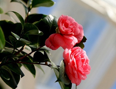 Cây trà nở bông sau 200 năm - 4 Cây trà nở bông sau 200 năm - 4