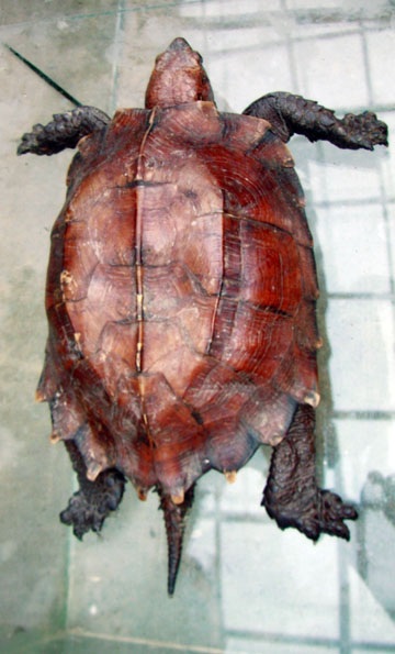 Xôn xao chuyện dân bắt được “rùa thần” - 1