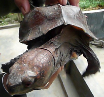 Xôn xao chuyện dân bắt được “rùa thần” - 2