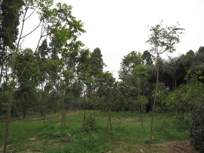 Nhiều “bất thường” trong một Quyết định giao đất - 1