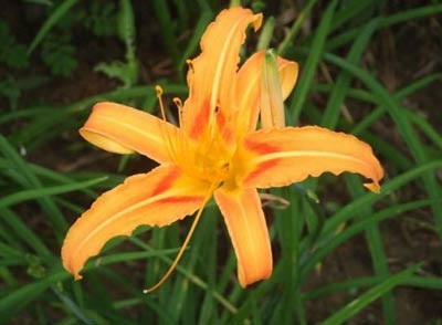 5 loại rau cho giai đoạn ở cữ - 1 5 loại rau cho giai đoạn ở cữ - 1