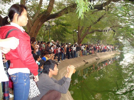 Hình ảnh cụ Rùa Hồ Gươm nổi chiều 14/3 - 4 Hình ảnh cụ Rùa Hồ Gươm nổi chiều 14/3 - 4