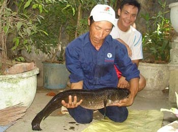 Cá lóc 15 kg xuất hiện ở Vườn Quốc gia U Minh hạ - 1