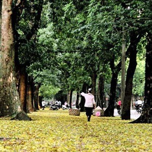 Hà Nội mùa hoa sấu - 1 Hà Nội mùa hoa sấu - 1
