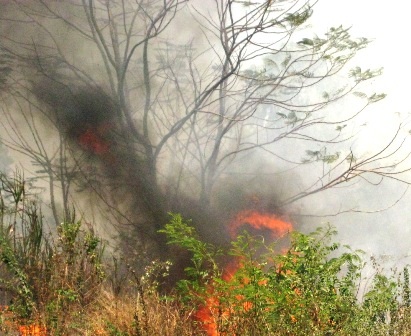 Ẩn họa khôn lường từ những vụ cháy cỏ  - 2