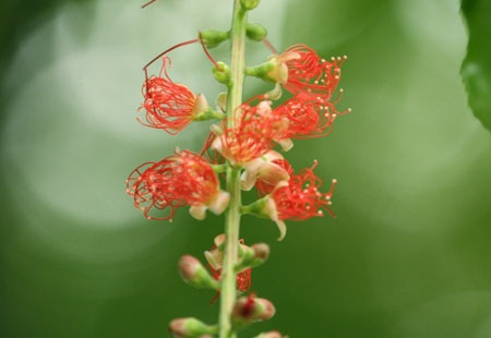 Ngắm lộc vừng ven Hồ Gươm trổ lộc, bung bông - 6 Ngắm lộc vừng ven Hồ Gươm trổ lộc, bung bông - 6