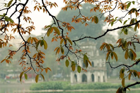 Ngắm lộc vừng ven Hồ Gươm trổ lộc, bung bông - 11 Ngắm lộc vừng ven Hồ Gươm trổ lộc, bung bông - 11