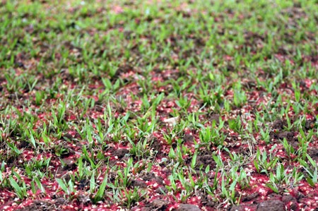 Ngắm lộc vừng ven Hồ Gươm trổ lộc, bung bông - 8 Ngắm lộc vừng ven Hồ Gươm trổ lộc, bung bông - 8