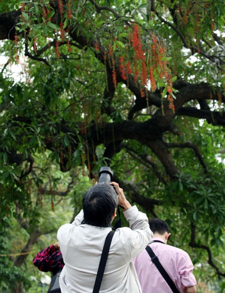 Ngắm lộc vừng ven Hồ Gươm trổ lộc, bung bông - 10 Ngắm lộc vừng ven Hồ Gươm trổ lộc, bung bông - 10
