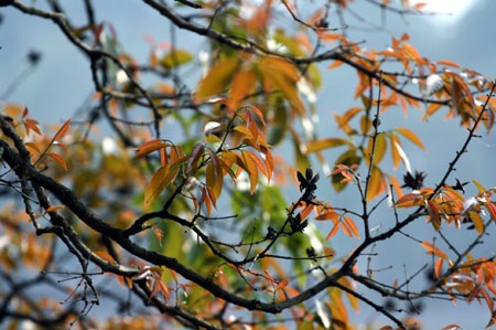 Ngắm lộc vừng ven Hồ Gươm trổ lộc, bung bông - 12 Ngắm lộc vừng ven Hồ Gươm trổ lộc, bung bông - 12