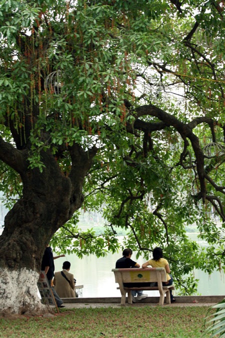 Ngắm lộc vừng ven Hồ Gươm trổ lộc, bung bông - 1 Ngắm lộc vừng ven Hồ Gươm trổ lộc, bung bông - 1