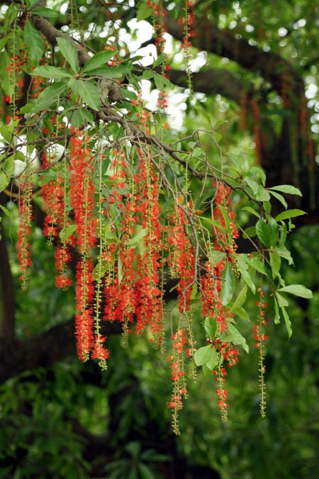 Ngắm lộc vừng ven Hồ Gươm trổ lộc, bung bông - 4 Ngắm lộc vừng ven Hồ Gươm trổ lộc, bung bông - 4