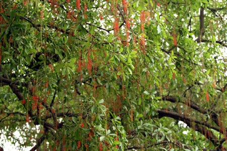 Ngắm lộc vừng ven Hồ Gươm trổ lộc, bung bông - 2 Ngắm lộc vừng ven Hồ Gươm trổ lộc, bung bông - 2