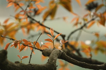 Ngắm lộc vừng ven Hồ Gươm trổ lộc, bung bông - 14 Ngắm lộc vừng ven Hồ Gươm trổ lộc, bung bông - 14