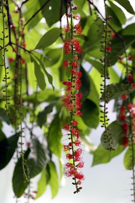 Ngắm lộc vừng ven Hồ Gươm trổ lộc, bung bông - 7 Ngắm lộc vừng ven Hồ Gươm trổ lộc, bung bông - 7