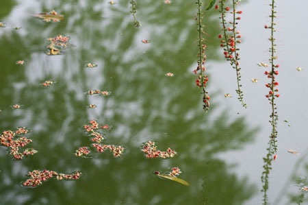 Ngắm lộc vừng ven Hồ Gươm trổ lộc, bung bông - 9 Ngắm lộc vừng ven Hồ Gươm trổ lộc, bung bông - 9