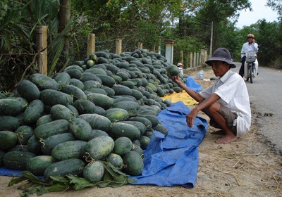 Đến lượt nông dân Quảng Nam “khóc” cùng dưa hấu - 1 Đến lượt nông dân Quảng Nam “khóc” cùng dưa hấu - 1