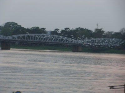 “Vườn cò” bên cầu Trường Tiền - 1 “Vườn cò” bên cầu Trường Tiền - 1