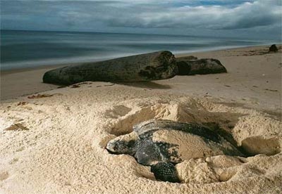 Quảng Trị: Cùng nhau bảo tồn rùa biển  - 1