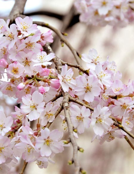 Rực rỡ sắc hoa anh đào xứ Phù Tang | Báo Dân trí