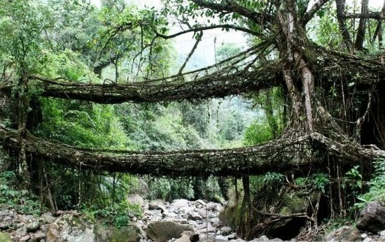 Những cây cầu rễ cây độc đáo ở Ấn Độ - 1 Những cây cầu rễ cây độc đáo ở Ấn Độ - 1