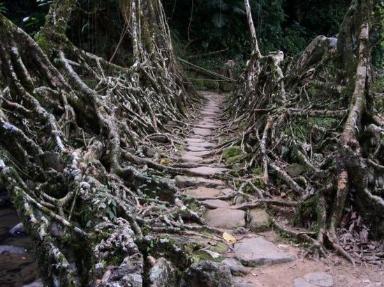 Những cây cầu rễ cây độc đáo ở Ấn Độ - 3 Những cây cầu rễ cây độc đáo ở Ấn Độ - 3