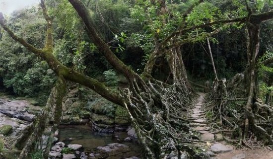 Những cây cầu rễ cây độc đáo ở Ấn Độ - 7 Những cây cầu rễ cây độc đáo ở Ấn Độ - 7