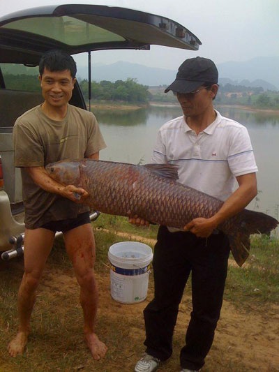 Câu được cá trắm nặng 30kg - 1 Câu được cá trắm nặng 30kg - 1