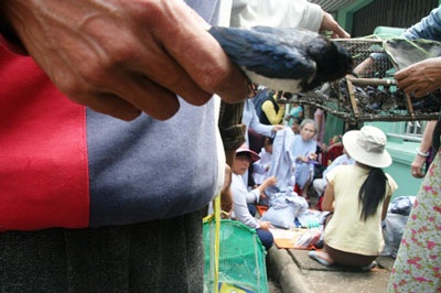 Phản cảm cảnh chèo kéo chim trong hội chùa - 5